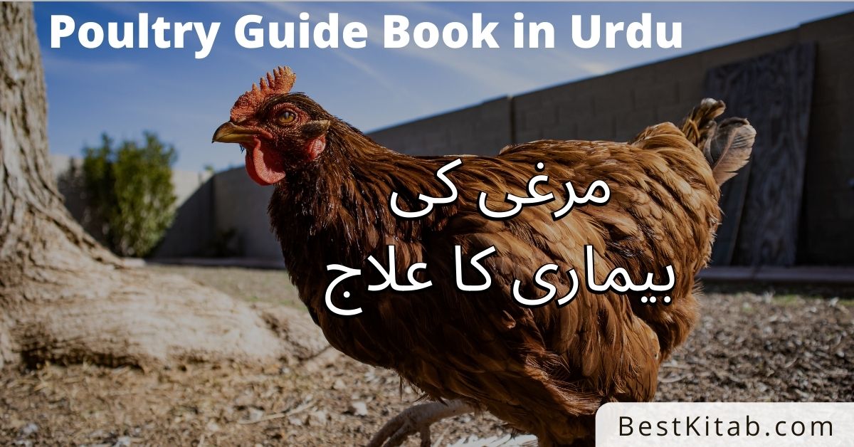 Murgi Ki Bimari Ka ilaj in Urdu Pdf Free Download
