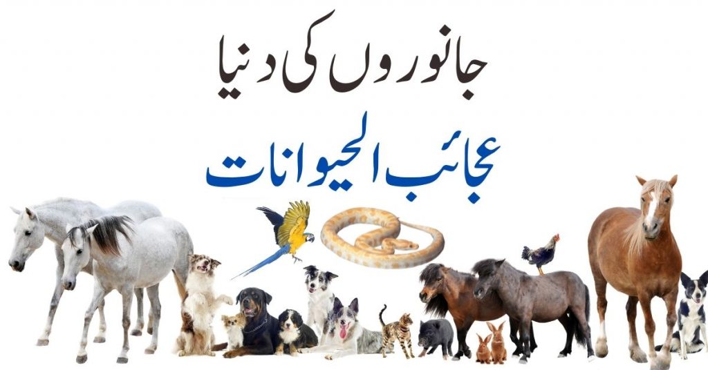 Ajaib ul Haiwan Pdf Free Download